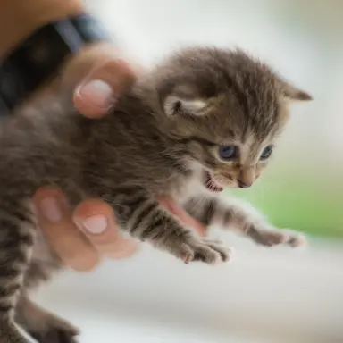 Profile image of 하연화