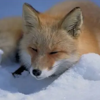 Profile image of 천여우