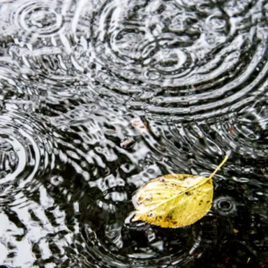 Profile image of 雨が降り続ける街