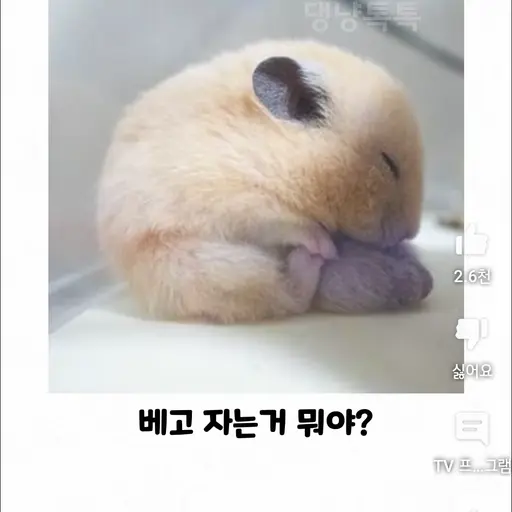 MellowOtter6273의 햄부