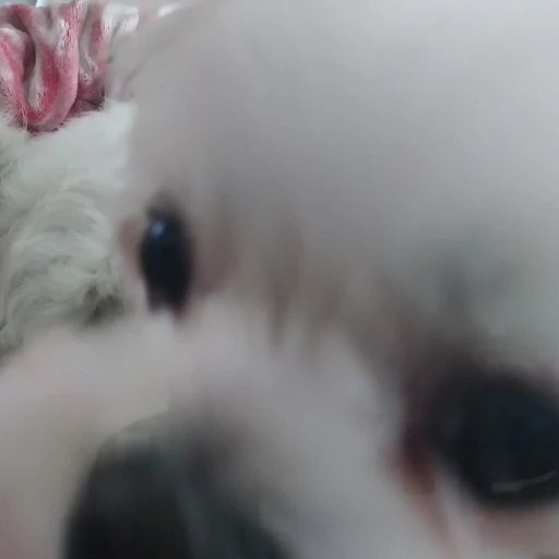 호두