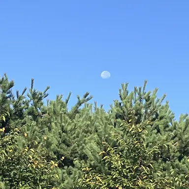 Profile image of 릴리