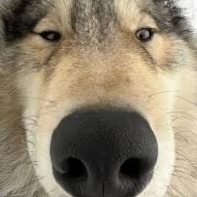 Profile image of 늑대