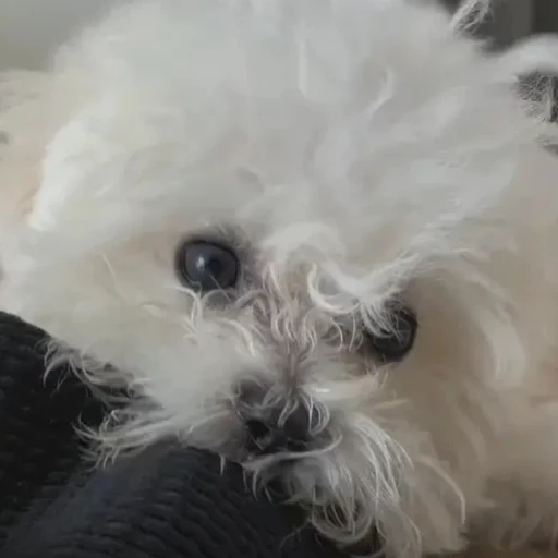 몽이
