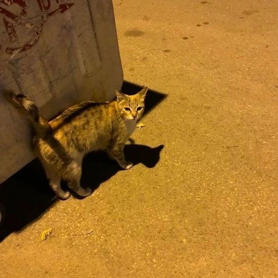 자간