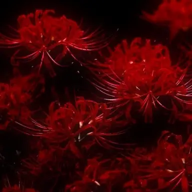 Profile image of 천라