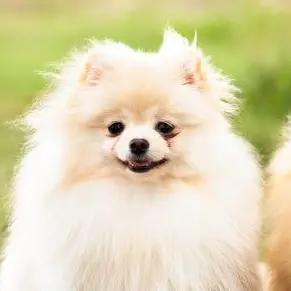 Profile image of 백설이