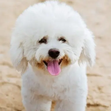 Profile image of 튼튼이