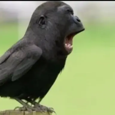 Profile image of 고새