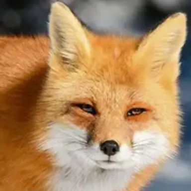 Profile image of Fox