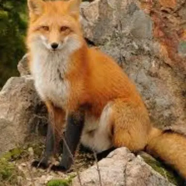 Profile image of 여우