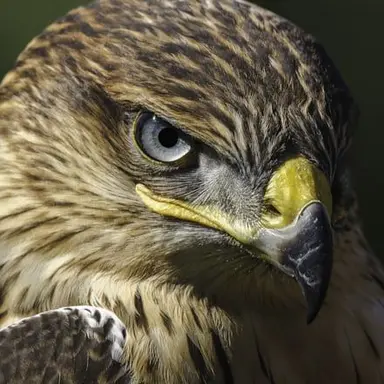 Profile image of ギロス