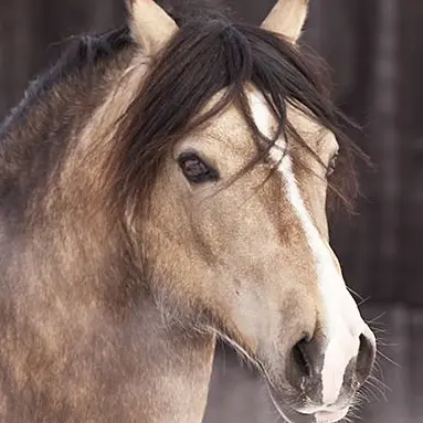 Profile image of カルム