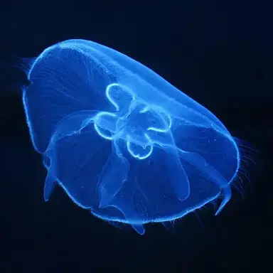 Profile image of 최면해파리