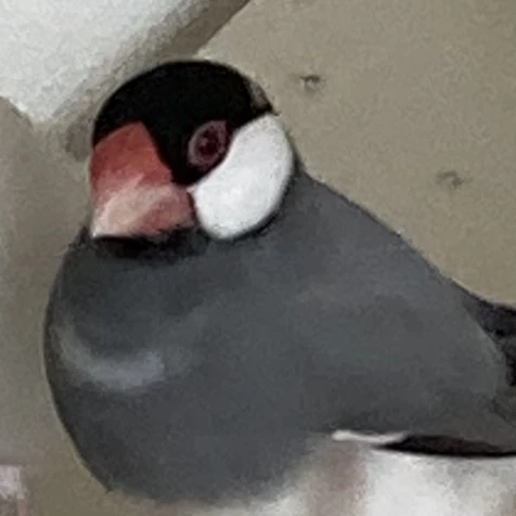 セバスチャン
