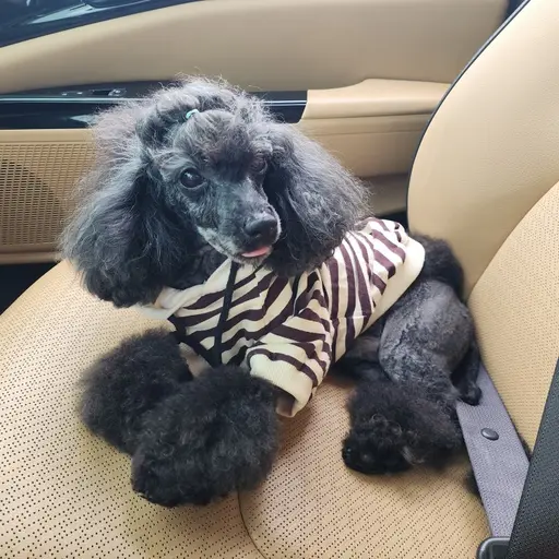 Thetoypoodle의 타로봐주는 조이