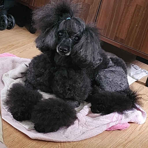 타로봐주는 조이