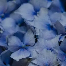 Profile image of 쿠죠 야타하시