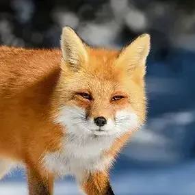 Profile image of 와타나베 야코