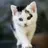 냥이