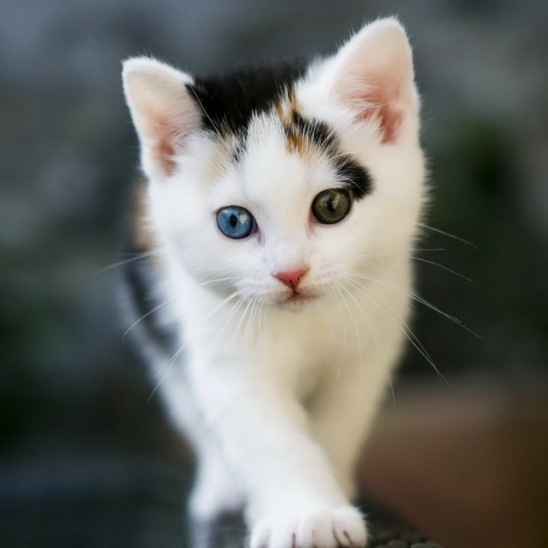 냥이