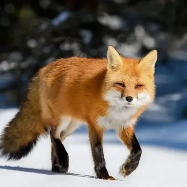 Profile image of 여우