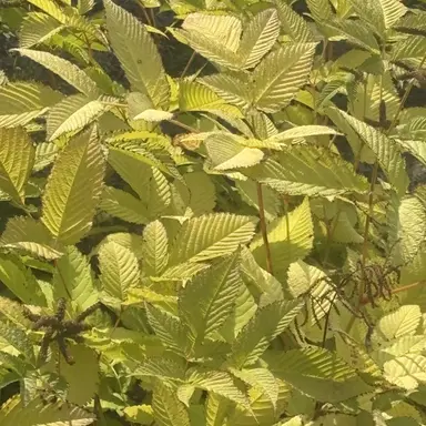 Profile image of 백은하