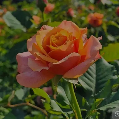 Profile image of 준브레드