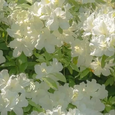 Profile image of 룬