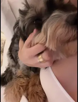 Profile image of Presley