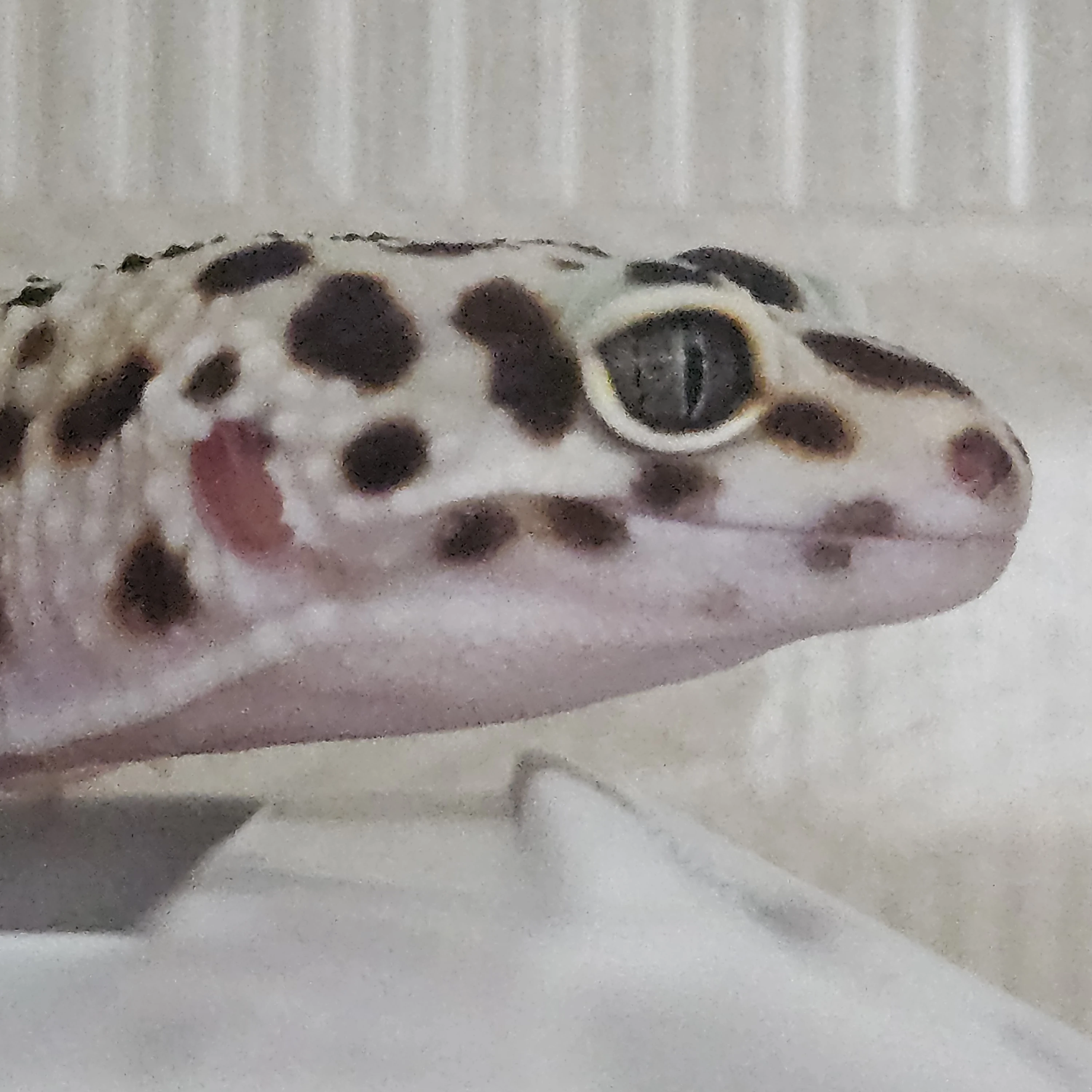 망고