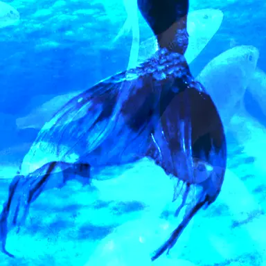 Profile image of ナウル