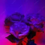 Profile image of Rina Kent Verse