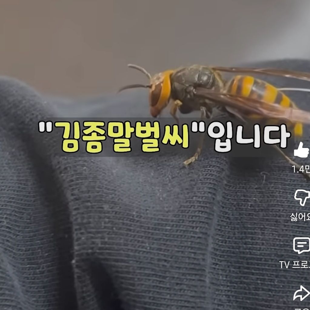김존말벌씨 대표 이미지