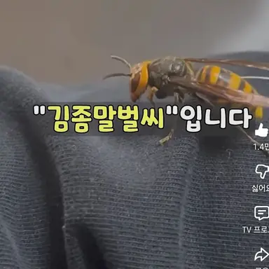 Profile image of 김존말벌씨