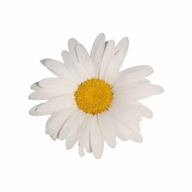 Profile image of 권지용