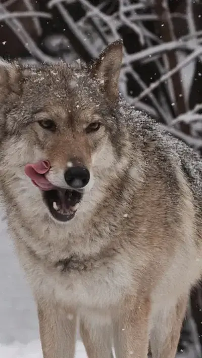 RaspySkunk8028의 Fenra, the Wolf Mother