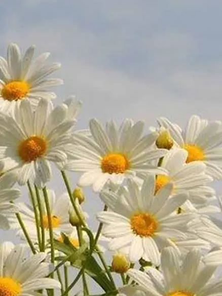 HSRD-Heptagram의 마녀라고 불렸던 그녀.