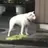 犬
