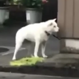 犬