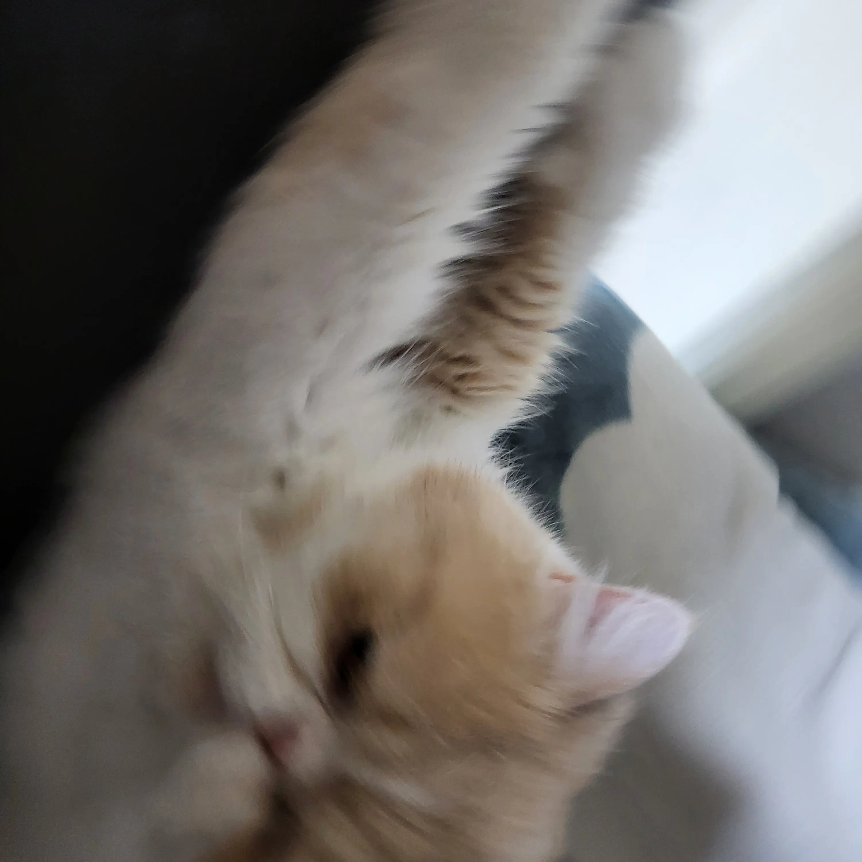 yuhyemin999의 냥이