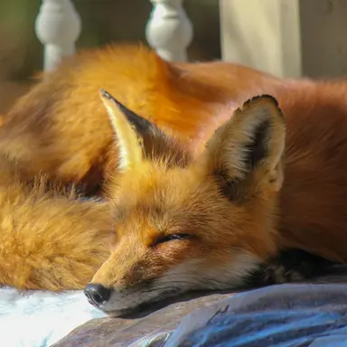 Profile image of 이채령