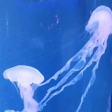 Profile image of ボス