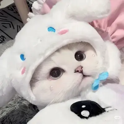 PlumpEmu4038의 Kitty Jenny