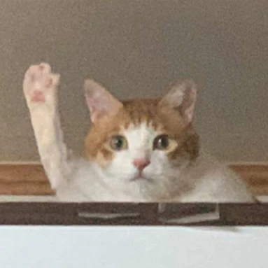 고양이