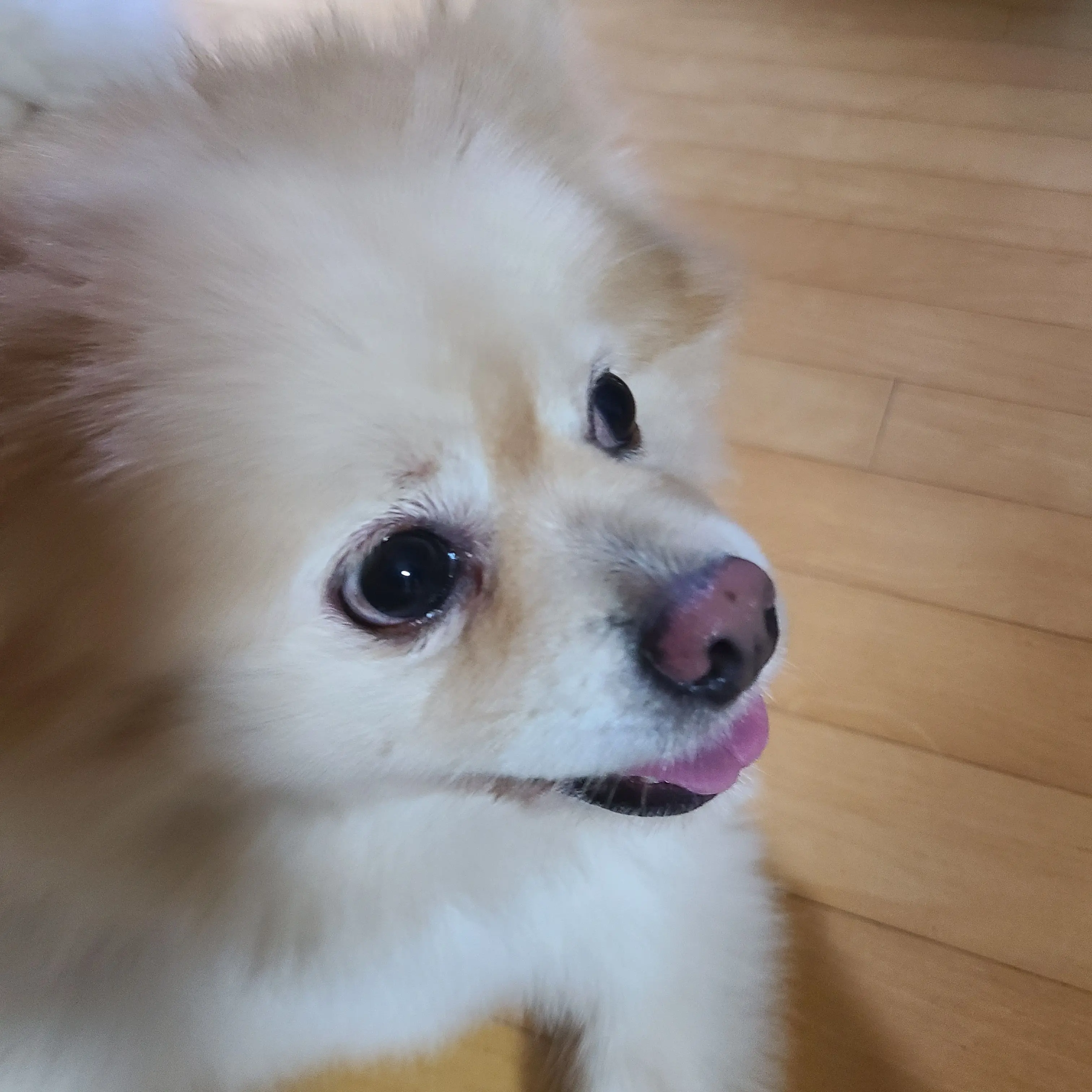 DaftlyPetal1326의 친오빠