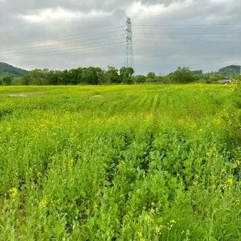 Profile image of 공룡