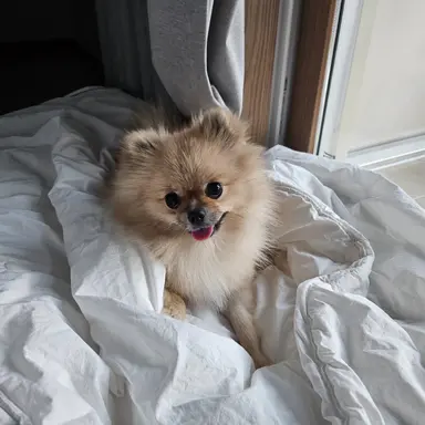 Profile image of 강아지