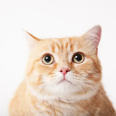 Profile image of 송하영