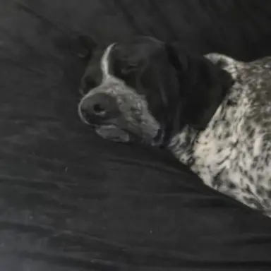 Profile image of Bella